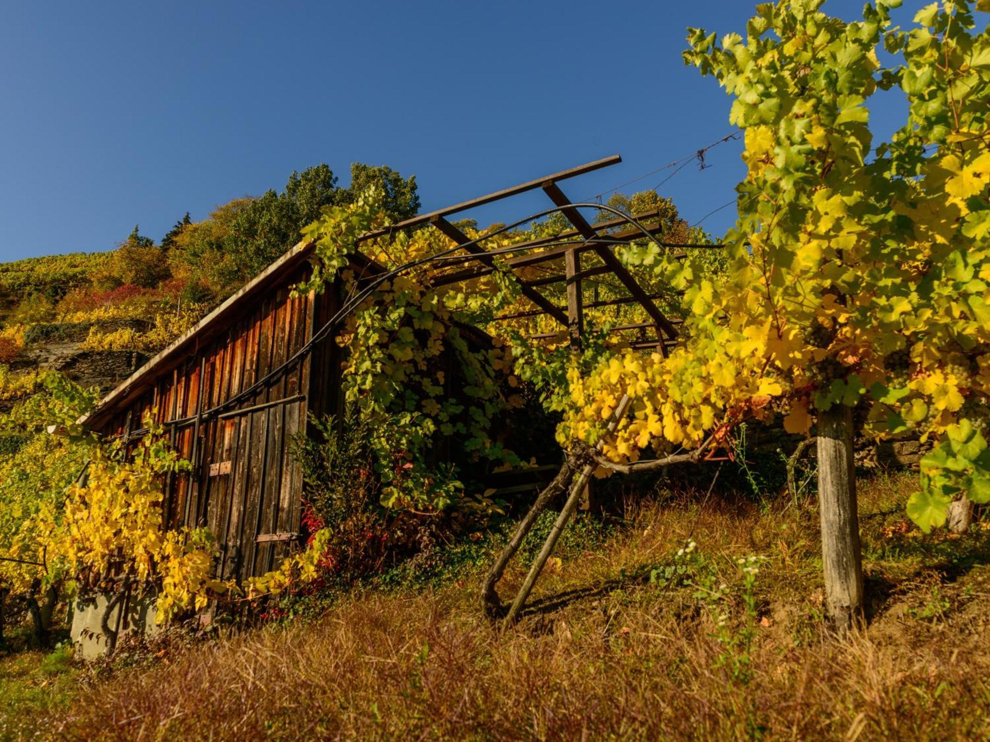 Отель Gaestehaus Familie Trachsler Rohrendorf bei Krems Экстерьер фото